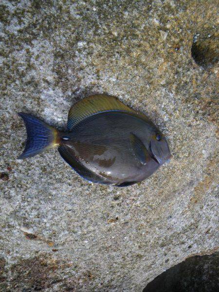 色鮮やかな南国外道達