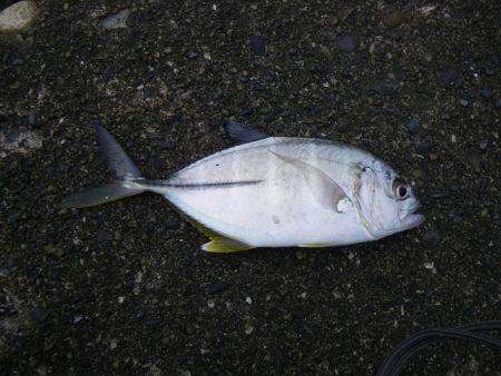 カワハギ出現せず。