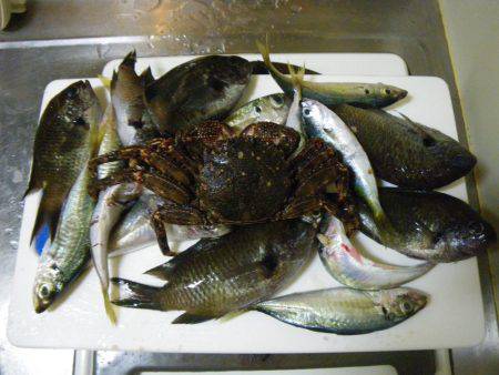 アジに食いつく者たち