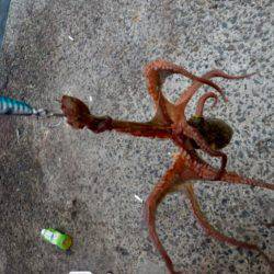 青物 求めて・・・