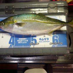 青物が釣りたくて