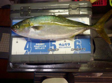 青物が釣りたくて