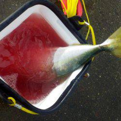 青物求めて・・・