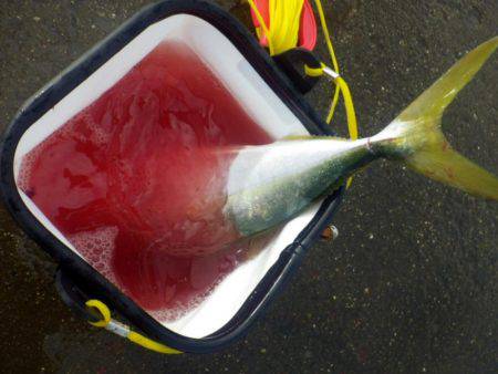 青物求めて・・・