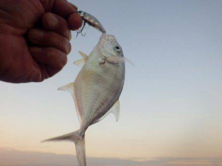 晩飯前のメッキ調査