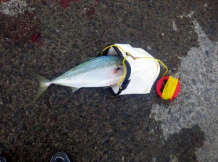 やっと釣れた　人生初メジロ