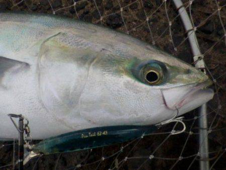 メジロ2匹目、しかし竿が・・・　　