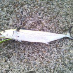 太刀魚とサゴシ