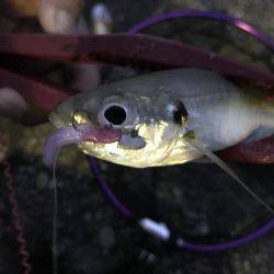 時にはアジング、