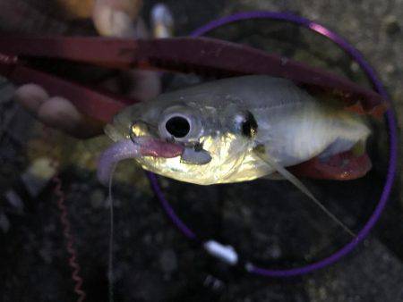 時にはアジング、