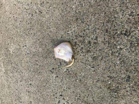 釣果も気温も寒い