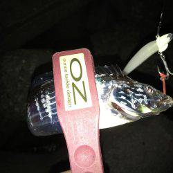 4釣行連続して、1匹！