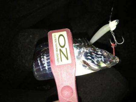 4釣行連続して、1匹！