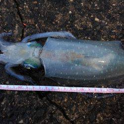 1年振りの丹後半島