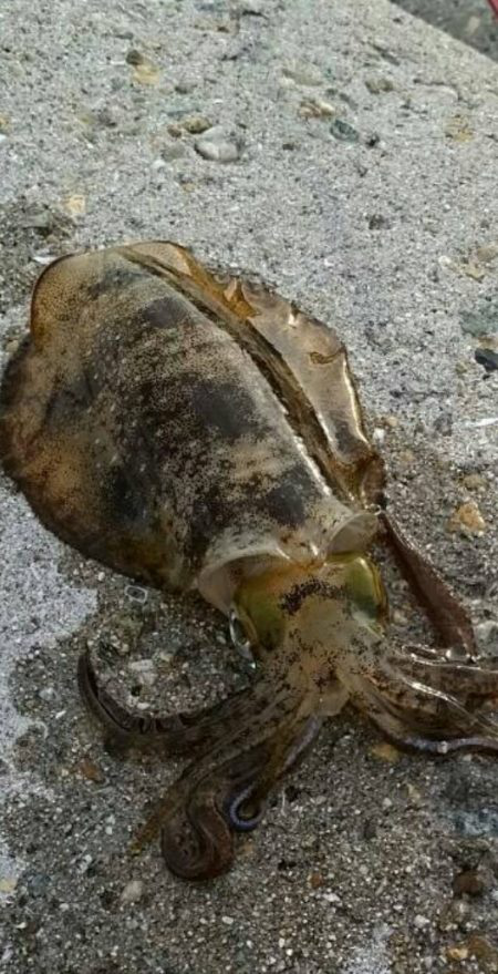 初のデイエギング