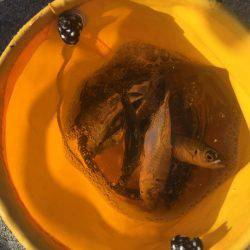 家族フィッシング！