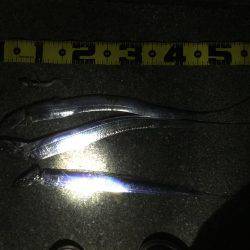 ひとりぼっちでタチウオ釣行