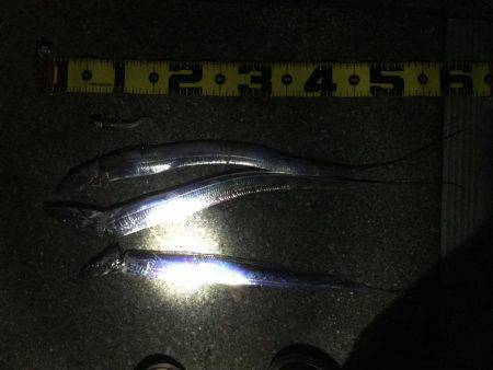 ひとりぼっちでタチウオ釣行