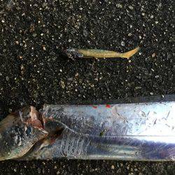 タチウオ釣れました