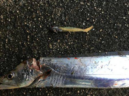 タチウオ釣れました