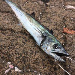 シブいですね(>_<)