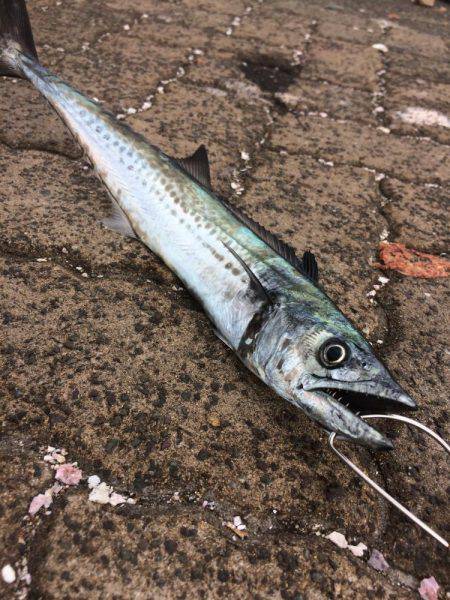 シブいですね(>_<)