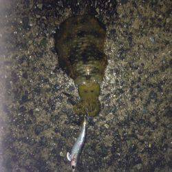 アオリイカ、キロオーバー