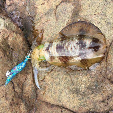 アジからアオリ