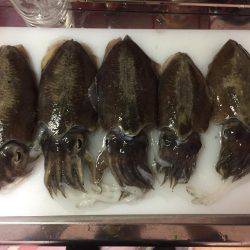 コウイカいっぱい