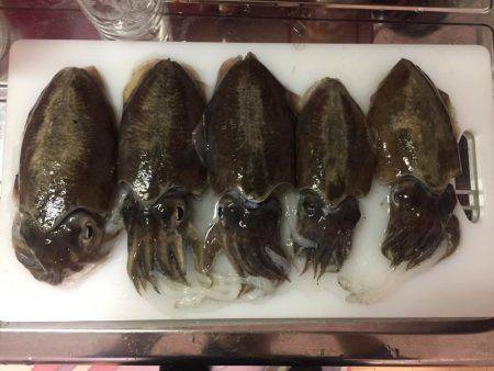 コウイカいっぱい