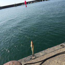 ハゼのミリョク