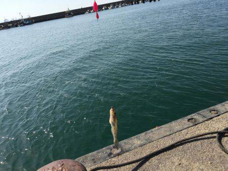 ハゼのミリョク