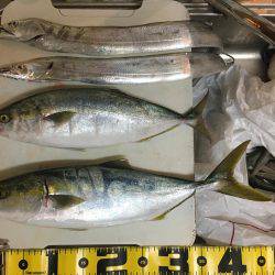 ひさびさの青物