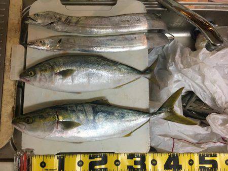 ひさびさの青物