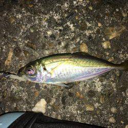 タチウオ＆アジング