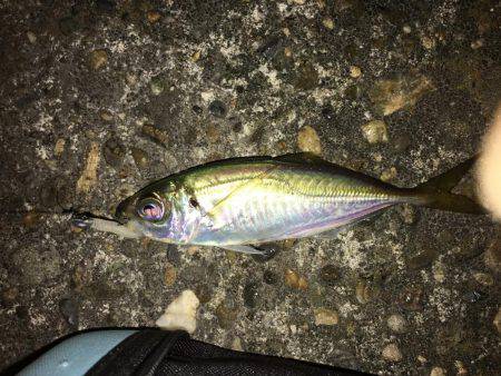 タチウオ＆アジング