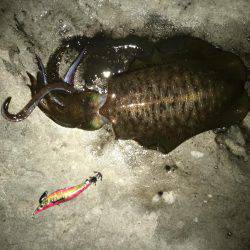 今年は好調！アオリイカ