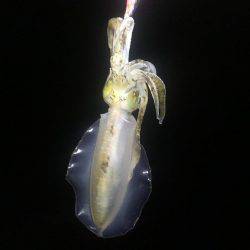 どこでも釣れる。