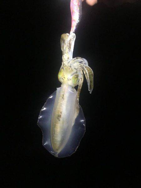 どこでも釣れる。