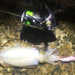 平日エギング‼️