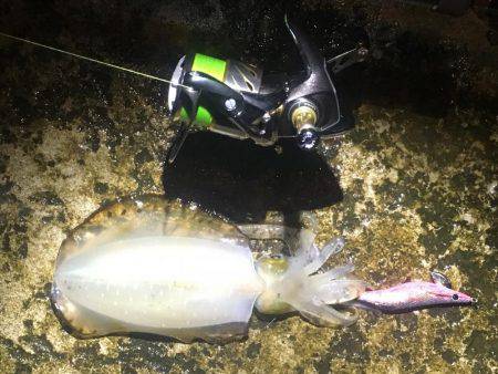 平日エギング‼️