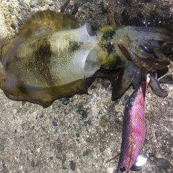 タチウオ釣りの隣にて