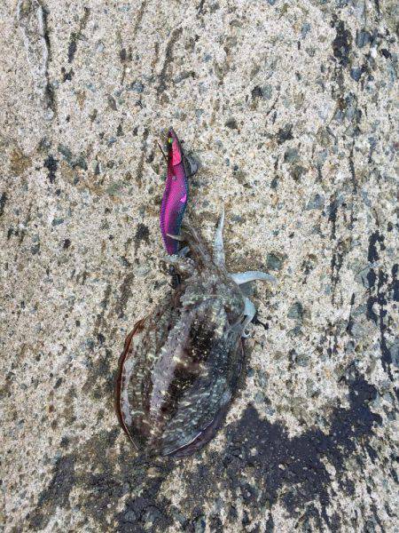 アオリが釣りたいんや