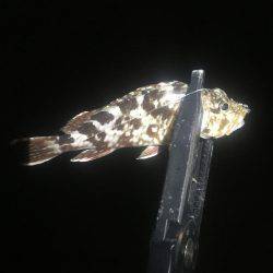 釣れるかな〜❓