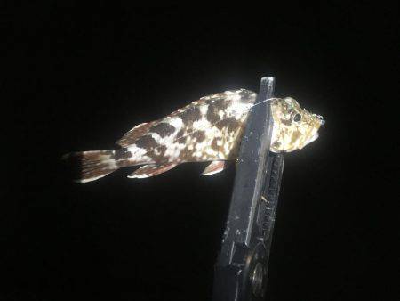 釣れるかな〜❓