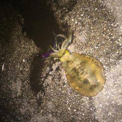 久しぶりにアオリが釣れた〜