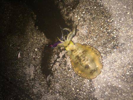 久しぶりにアオリが釣れた〜