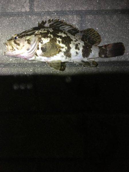 HATでタケノコメバル？