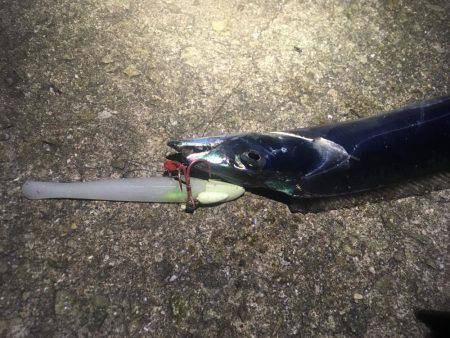 連夜タチウオゲーム❗️