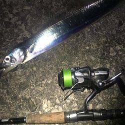 ダラダラ釣れ続けます❗️